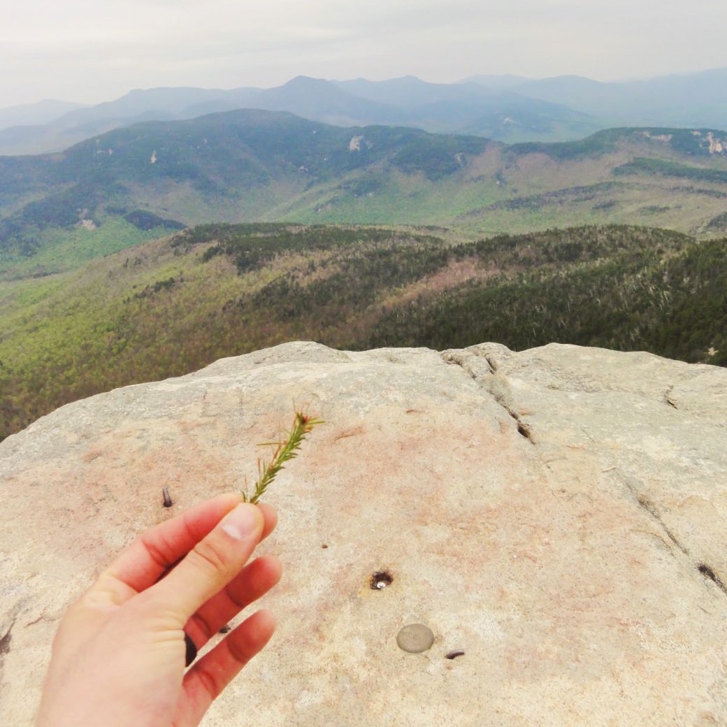 Fir twig at top of Mount Chocorua