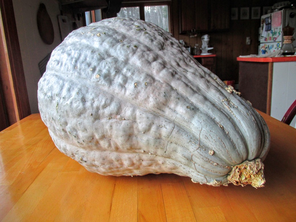cutting up and processing a hubbard squash