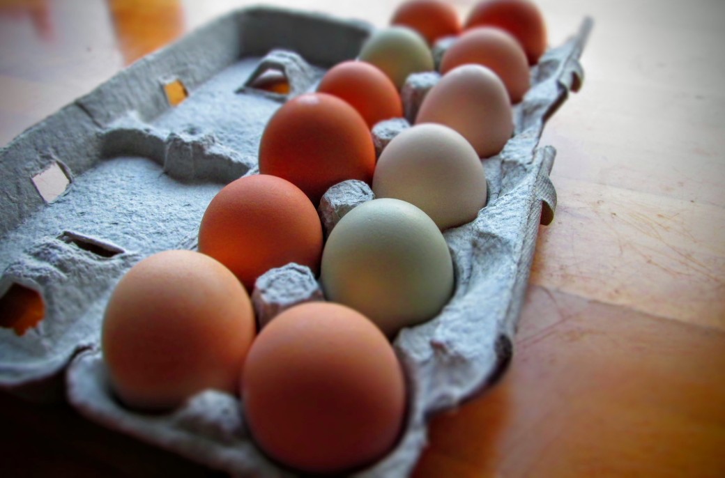 free range organic fed eggs